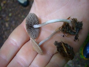 Diese beiden Vertreter aus der Gattung der Mürblinge (Psathyrella specc.) konnten im Feld nicht eindeutig bestimmt werden.