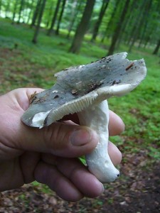 Der erste Frauen - Täubling (Russula cyanoxantha) der Saison. Dieser ausgezeichnete Speisepilz, mit seiner violetten, blaugrauen oder grünlichen Huthautfärbung ist von Mai - November und Laubwäldern und Parkanlagen unter Buchen und Eichen zu finden.