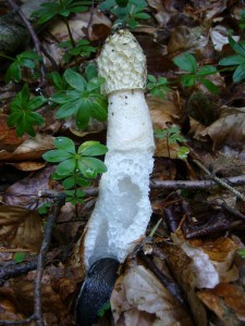 Kaum das einige Regentropfen den trockenen Waldboden erreichen, sind auch schon unzählige Nacktschnecken unterwegs auf der Suche nach Fressbarem und sei es eine ordinäre Stinkmorchel (Phallus impudicus). Wie heißt es doch so schön, in der Not frißt der "Teufel" Fliegen, und gerade Fliegen lieben Stinkmorcheln über alles!