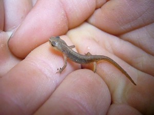 Unmittelbar am Waldweg neben einem großen Buchenwald - Becherling entdeckte Jonas mehrere Eidechsen. Wir machten schnell dieses Bild und ließen die putzigen Tierchen wieder laufen.