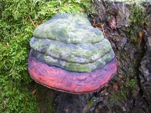 Nicht immer hat der Rotrandige Baumschwamm (Fomitopsis pinicola) auch tasäclich einen roten Rand. Gerade kurz vorher fanden wir ein Exempalre mit einer weißlichen Umrandung, also einer frischen Zuwachszone. 