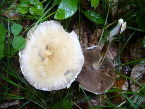 Und dann, kurz vor Schluß unserer heutigen Wanderung standen am Wegesrand noch diese beiden, essbaren Frühlings - Ackerlinge (Agrocybe praecox).