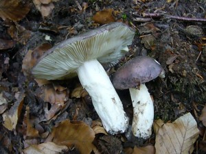 Frauen - Täublinge (Russula cyanoxantha) waren praktisch die einzigen Frischpilze, die wir heute im Höltingsdorfer Forst fanden. Meist waren sie aber von Schnecken völlig zerfressen. Ausgezeichneter Speisepilz. Standortfoto am 27. Juni 2012.