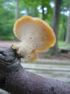 Bei der aktuellen Entwicklung haben nun endlich auch viele Pilzarten eine Chance, die nicht nur auf Nährstoffe und Wasser aus dem Holz angewiesen sind.