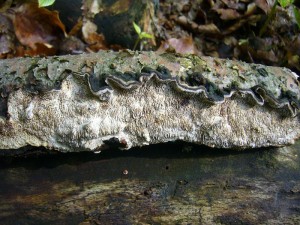 Die Großporige Datronie (Datronia mollis) besiedelt liegende Laubholfäste, lebt also saprophytisch und verursacht im Holz eine Weißfäule. Ungenießbar.