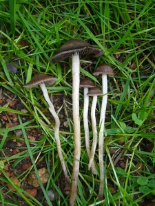 In der Grasnarbe eines Waldweges wuchsen diese Düngerlinge (Panaeolus specc.). Sie können leicht giftig sein.