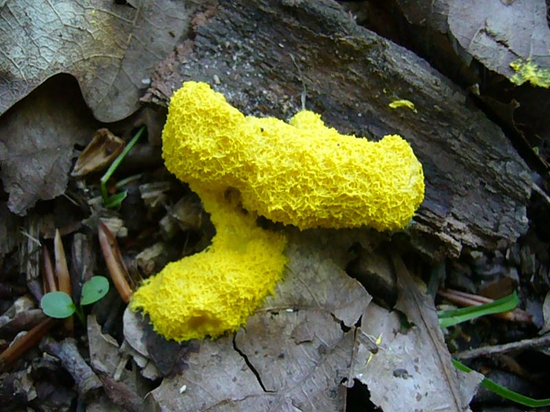 Fotogen ist auch immer wieder dieser häufige Myxomycet - die Gelbe Lohblüte (Fuligo septica). Die Schleimpilze sind keine echten Pilze und bilden eine Verbindung von den Pilzen zu den Tieren! Sie können sich auf dem Substrat fortbewegen, um eine neue Nahrungsquelle zu erschließen, was ein echter Pilzfruchtkörper nicht kann