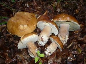 Die erste kleine Ernte Sommersteinpilze (Boletus reticulatus) zu einem ungewöhnlich späten Zeitpunkt. Solche Bilder können wie in der Regel schon spätestens Ende Mai erwarten. Standortfoto am 11.07.2012.