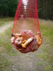 Mühsam ernährt sich das Eichhörnchen. Man ist ja bescheiden geworden, aber als kleine Beilage zum Sonntagsbraten sollte es für unsere Pilzfreundin Erika Wittenhagen schon reichen.