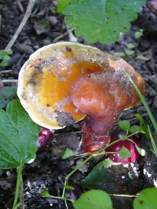 In der Pause führte uns Gastgeberin Irena Dombrowa durch ihren Naturgarten und gab auch erläuterungen zum Glänzenden Lackporling (Ganoderma lucidum) ab, der am Stubben eines Kirschbaums gleich in 4 - facher Ausführung wächst.