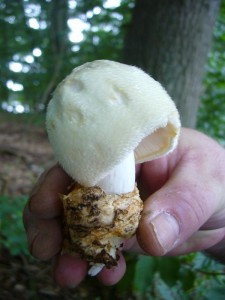 Hier begeisterte uns besonders der an Pappelholz heraus wachsende Wollige Scheidling (Volvariella bombycina).