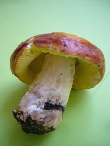 Wertvolle Trüffeln konnten wir zwar nicht aufspüren, aber dieser sehr seltene Gold - Täubling (Russula aurea) begeisterte mich nicht minder. Er wächst auf Kalkböden und steht auf der Roten Liste in Kategorie 3 = gefährdet. Die Lokalität ist allerdings nicht neu. Ich fand ihn schon vor einigen Jahren in diesem tollen Gebiet. 