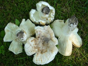 Diese Gemeinen Weißtäublinge (Russula delica) fotografierte ich gestern in der Parkanlage am Seeblick. Der trockene Seewind ließ die Hüte kräftig einreißen. Der große Täubling könnte theoretisch gegessen werden, ist aber geschmacklich minderwertig. Standortfoto 25.07.2012.