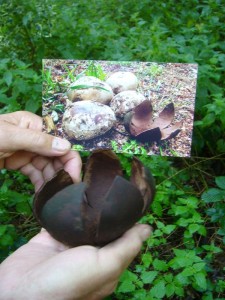 Zunächst brachte Klaus uns einen überaus interessante Bauchpilz mit. Die sternförmigen Überreste eines Sternstäublings (Mycenastrum corium). Dazu ein Foto, dass er unter Einsatz seines Lebens am Rande einer Bullenkoppel machte, vor. 