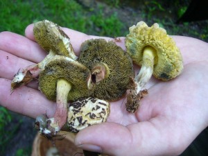 Auch die vielen Rotfuß - Röhrlinge (Xerocomus chrysenteron), die den Waldboden bevölkerten haben stark gelitten. Die meisten waren nicht mehr zu gebrauchen.