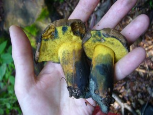 Dagegen waren diese beiden markanten Schwarzblauenden Röhrlinge (Boletus pulverulentus) von guter Qualität. Kein Röhrling blaut so intensiv wie dieser. Er wanderte als Speisepilz in den Sammelkorb.