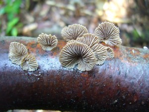 Aufgefrischt, wie frisch gewachsen, waren nach dem starken Gewitterregen der vergangenen Nacht diese langlebigen Spaltblättlinge (Schizophyllum comune). Sie bevorzugen trockene Standorte an frischen Holz mit intensiver Sonneneinstahlung.