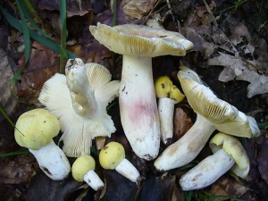 Die farbenfohe, wärmeliebende Pilzflora unserer guten Sommerwälder scheint sich nun mit Macht zu entwickeln. War es in diesen Wäldern im letzten Jahr fast "Tot", so scheint es in diesem Jahr hier wieder interessant zu werden. Hier sehen wir eine Kolktion des essbaren Violettstieligen Täublings (Russula violeipes). 