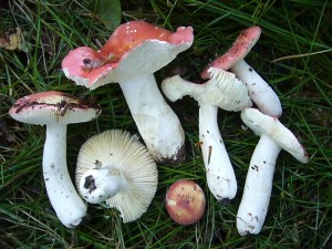 Auch der ebenfalls essbare Rosa - Täubling (Russula rosea) wurde durch den Regen und die wärme zum vermehrten Wachstum animiert. Eine Charakterart unserer wärmeliebenden Buchenwaldgesellschaften auf besseren Standorten. 