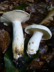 Streng an den Hochsommer gekoppelt ist der elegante Pfeffer - Milchling (Lactarius pargamenus). Seine Lamellen stehen so dicht, dass sie mit bloßem Auge kaum zu erkennen sind. Trotz seiner Schärfe soll er z.B. auf Speck gebraten, gegessen werden.