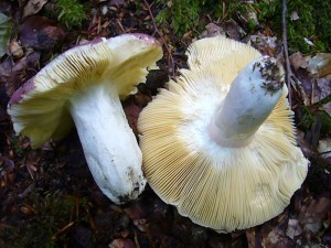 Auch diese großen Täublinge lieben kalkhaltige Buchenwälder. Hier sehe wir links den Weißstieligen Leder - Täubling (Russula romelii) und rechts den Rotstieligen Leder - Täubling (Russula olivacea). Beides gute Speisepilze.