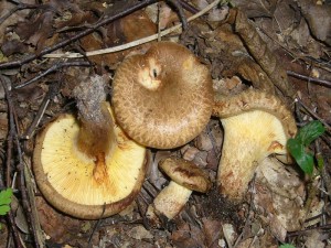 Der August und September ist auch die Zeit der Erlen - Kremplinge (Paxillus filamentosus). Sie wachsen traditionell auch unter den Erlen am Roten See. Vom Kahlen Krempling unterscheiden sie sich durch den geschuppten Hut, hellere, holzfarbene Lamellen und oft büscheliges Wachstum. Giftverdächtig! Standortfoto am 15.08.2012.