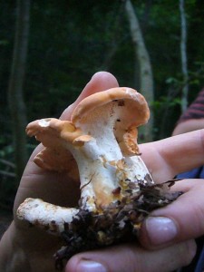 Auch einige Semmelstoppelpilze (Hydnum repandum) wanderten in die Sammelbehältnisse.