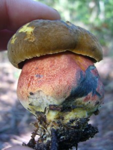 Nach dem und der Netzstiekige gleich zu Anfang begrüßte, gesellte sich nun hier unter Buchen der Flockenstielige Hexen - Röhrling (Boletus luridiformis) dazu. Er ist ein ausgezeichneter Speisepilz, dessen sich zunächst dunkelblau verfärbende Fleisch sich bei der Zuberitung wieder schön gelb zurück verfärbt.