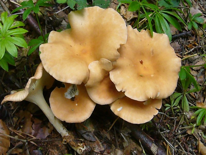 Direkt am Pilgerweg standen diese Gelbbräunlichen Trichterlinge (Clitocybe gibba). Zu gehören zu einer Vielzahl von Pilzarten, die bevorzugt längst der Waldwege zu finden sind. Sie können sogar gegessen werden. Standortfoto.