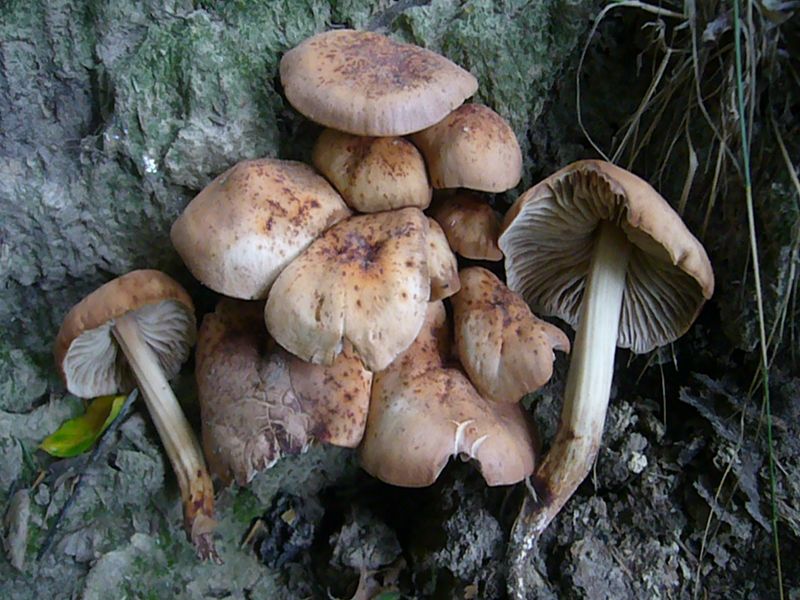 Der Spindelige Rübling (Collybia fusipes) wächst meist am Grunde alter Eichen oder deren Stubben. Der minderwertige Pilz ist zu Speisezwecken nicht zu empfehlen. Standortfoto im Warnowtal bei Kaarz/Weitendorf.