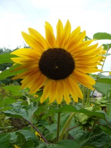 Nicht nur die wunderbaren Sonnenblumen strahlten uns freundlich an, nein wir konnten uns an einem Meer von prächtigen Sommer- und Herbstblumen erfreuen.