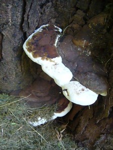 Und dann entdeckte Thomas tatsächlich die ersten Pilze. Am Fuße einer alten und mächtigen Kastanie wuchsen diese Wulstigen Lackporlinge (Ganoderma adspersum) heraus. Dieser Schwächeparasit erzeigt im Holz eine Weißfäule. Standortfoto.