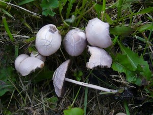 Einige Schritte weiter im Rasen standen diese kleinen, zarten Dunkelsporer aus der Gattung der Düngerlinge, möglicherweise auch Mürblinge. Wir beließen sie am Standort und wanderten weiter in Richtung Dammhusen.