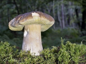 Als verirrter Steinpilz (Boletus edulis) bezeichnet Andreas Okrent diesen Fund den er dieser Tage wenige Meter von seiner Haustür entfernt machte. Und das ist immerhin auch in MV, nähmlich in Graal - Müritz. Dort ist es noch deutlich trockener als in einigen Regionen im Westen Mecklenburgs.