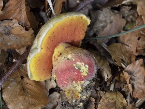 Zum Vergleich noch einmal die Normalform des Satans - Röhrlings (Boletus satanas) vom Deichelsee. Die karminrötlichen Färbungen treten viel deutlicher hervor. Statt dessen neigt die oben zu sehende blasse Variante dazu, auf dem Hut rötliche Anflüge zu bekommen. Dieses Super - Foto stammt natürlich von Andreas Okrent aus dem August diesen Jahres.