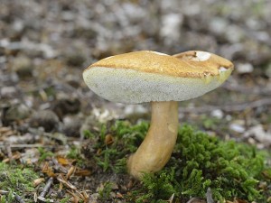 Auch diesen schönen Hasen - Röhrling (Gyroporus castaneus) fand und fotografierte Andreas Okrent vor wenigen Tagen. Allerdings in unseren breiten, nähmlich im Haushalt Forst. Der Zimt - Röhrling oder Hasen - Steinpilz, wie er manchmal auch genannt wird, ist eine recht seltene Röhrlingsart, die natürlich auch essbar ist und vieleicht auch schon als komische Marone in den Sammelkörben gelandet, sollte deshalb lieber geschont werden.