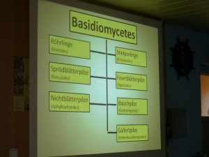 Die Basisiomyceten und ihre grobe Systematik war Schwerpunkt seines fundierten Vortrages.