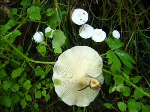 Im Wald angelangt und kaum aus dem Auto gestiegen, schon gleich die ersten zwei Arten. Ein vermutlich giftiger Trichterling und die kleinen Glimmerigen Mehlschirmlinge.