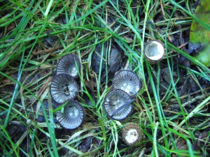 Einige Schritte weiter am Wegesrand diese Gestreiften Teuerlinge (Cyathus striatus), die zu den Bauchpilzen gerechnet werden. Bauchpilze deshald weil die Sporen, oder so wie hier die Sporenkapseln im Inneren (Bauch) des Fruchtkörpers gebildet werden.