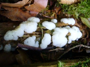 Eigenartige Wesen sind die Schleimpilze. Sie bilden die Brücke zwischen dem Pilz- und dem Tierreich.