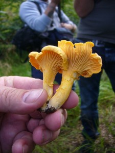 Während ich die obigen Pilze noch erläuterte, fand unser Kameramann die schönen Pfifferlinge. Die Pfifferlinge gehören zu den Leistlingen, sind also keine echten Blätterpilze.