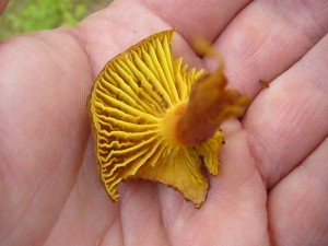 Und dann an gleicher Stelle auch noch dieser seltene Fund. Auch dieses ist kein Blätterpilz sondern ein Röhrling, das Europäische Goldblatt (Phylloporus pelletieri). Ein schöner Fund!