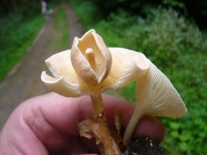 Und es kommt noch kurioser. Dieser essbare Gelbbraune Trichterling (Clitocybe gibba) hat einen Artgenossen kopfüber huckepack genommen. Sie waren von Anfang an miteinander verwachsen, wobei einer schneller wuchs und seinen Partner in die Höhe hob.