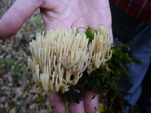 Die Formenvielfalt bei den Pilzen scheint schier unerschöpflich. Manche sehen aus wie Meereskorallen. Es sind die Korallenpilze. Hier sehen wir die häufige Steife Koralle (Rmaria stricta9, die an vermodernden Holzresten fruktifiziert.