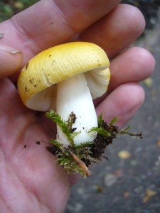 Der scharf schmeckende Sonnen - Täubling (Russula solaris) gehört zu den Sprödblättlern, die durch ihren kugeligen Zellaufbau gemeinsam mit den Milchlingen eine Sonderstellung in der Systematik der Großpilze einnehmen.