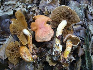 Und nun wieder zu unseren Pilzen. Herbstzeit ist auch Cortinarien - Zeit. Diese Rotschuppigen Rauhköpfe (Cortinarius bolaris) konnte ich am Sonnabend im Herrenholz fotografieren. Die die sehr unfangreiche Gattung auch einige tödlich giftige Pilze enthölt, speziel solche mit auffälligen gelborange bis rötlich Farnen, gilt auch dieser bunte Harlekin als giftverdächtig. Standortfoto am 01.09.2012.