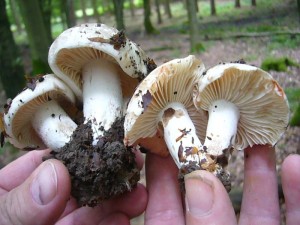 Manche Arten neigen bei Berührung oder im Alter zu starken Farbveränderungen. Dazu gehört im besonderen Maße auch dieser Dickblättrige Schwarztäubling (Russula nigricans) Jung ist er fast weiß, im Alter wird er pechscharz und mumifiziert sich sogar. Bei Berührung rötet er zunächst um dann zu schwärzen.