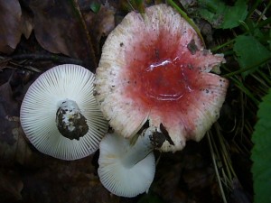 Besonders habe ich mich heute über ein Wiedersehen mit dem seltenen Gelbfleckenden Täubling (Russula luteotacta) gefreut. Die Art wächst in Laubwäldern auf feuchten, lehmigen Böden, gern auch, so wie hier, in Wagenspuren. Ungenießbar oder sogar leicht giftig!  