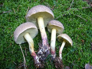 Allgemein bekannt und als Speisepilz beliebt sind die Rotfuß - Röhrlinge (Xerocomus chrysenteron). Sie gehören zusammen mit dem Maronen - Röhrling und der Ziegenlippe sowie anderen Arten zu den Filzröhrlingen.