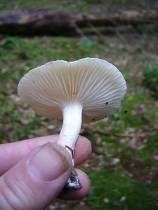 Der Trockene Schneckling (Hygrophorus penarius) des Buchenwaldes gehört zu den Wachsblätterpilzen. In diese Gruppe sind Schnecklinge, Ellerlinge und Saftlinge zusammengefast.